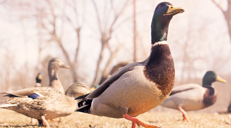 Кілька думок над притчею про весільний банкет ducks